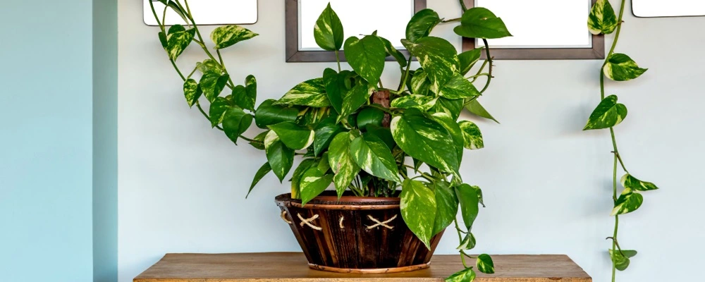Money-Plant-in-Vastu Money Plant in Vastu