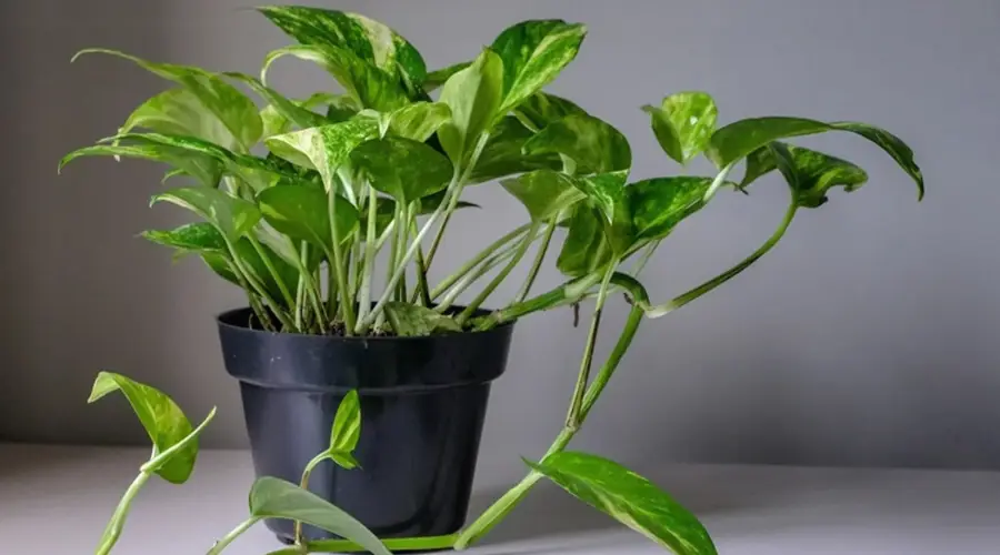 Grow Money Plants